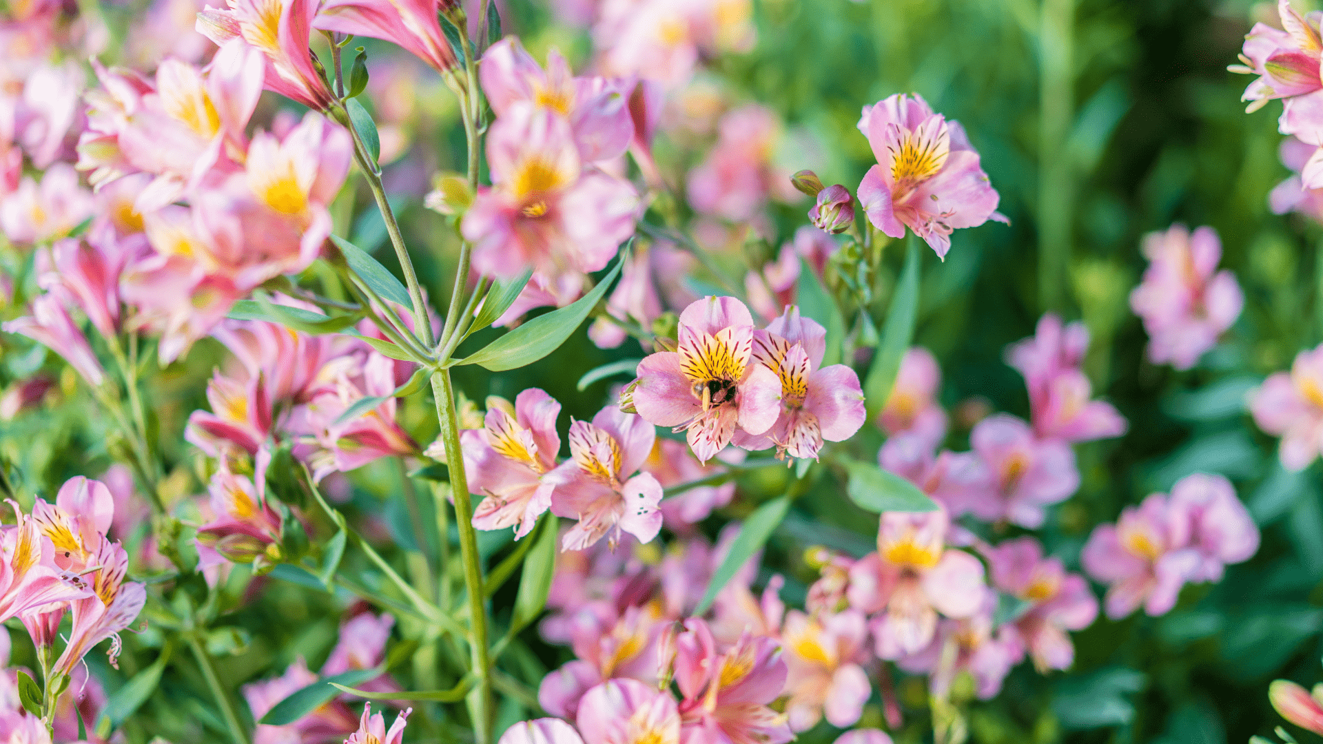 Le impronte sulla sabbia svelano la possibilità di trasformare l’esperienza del camminare, rinnovando la percezione di ogni passo